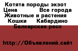 Котята породы экзот › Цена ­ 7 000 - Все города Животные и растения » Кошки   . Кабардино-Балкарская респ.